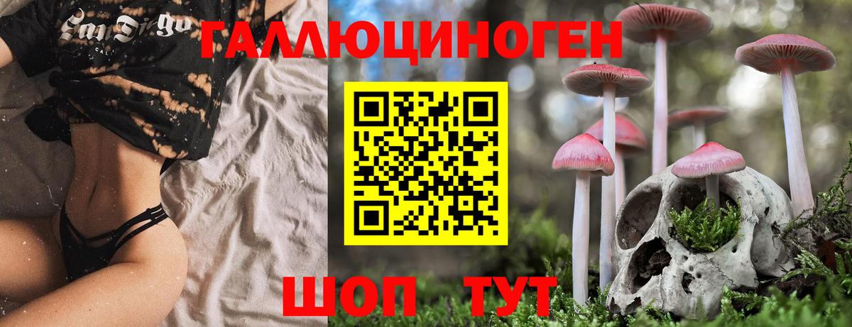 Псилоцибиновые грибы Psilocybine cubensis Минусинск